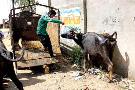 Ranjona Banerji: Cow is our mother, so is hypocrisy