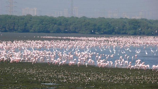 BNHS organises annual flamingo festival