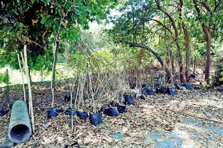 Mumbai: Important plants will survive, common man's greenery left to die