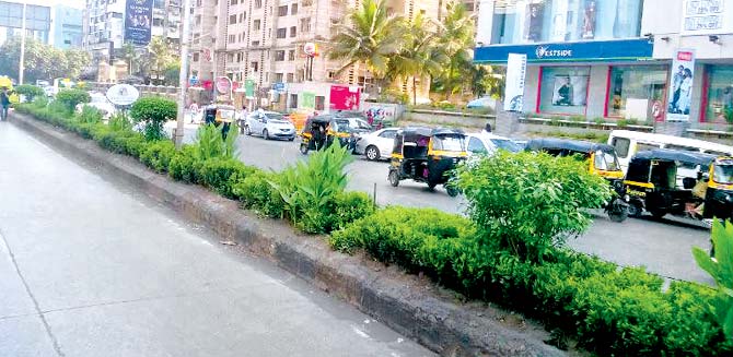 Plants on the median strip between Oshiwara and DN Nagar link road that will have to be uprooted to make way for the Metro