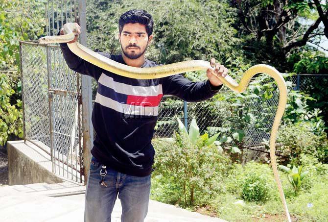 Shubham Bendre with the 10.5ft-long rat snake. Pic/Bipin Kokate