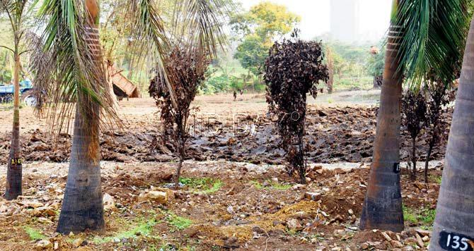 Locals alleged that MMRDA not only did a shoddy job of transplanting the trees, but also hasn