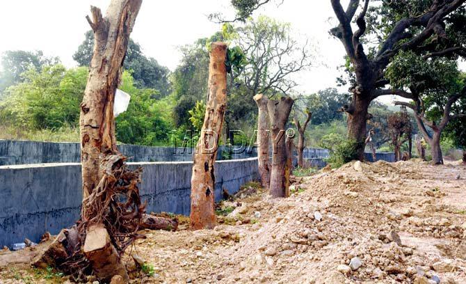 Around 15 trees have been transplanted along the retaining wall of a nullah