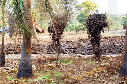 25 trees supposed to be transplanted in Aarey, almost dead