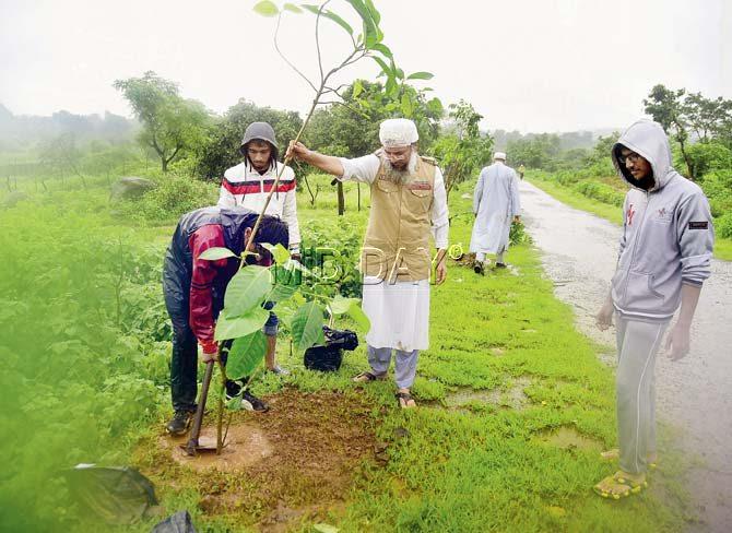 Out of the 1,000 trees planted, 600 of them were species of indigenous forest trees, while 400 were grafted fruit trees such as Mango, Guava, Chikoo, Jackfruit and Jamun. Pics/Sameer Markande