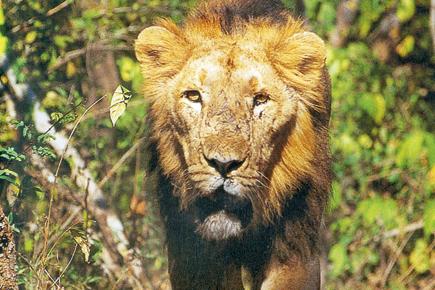 Attend a lecture on the crisis of Asiatic lion at NCPA this evening