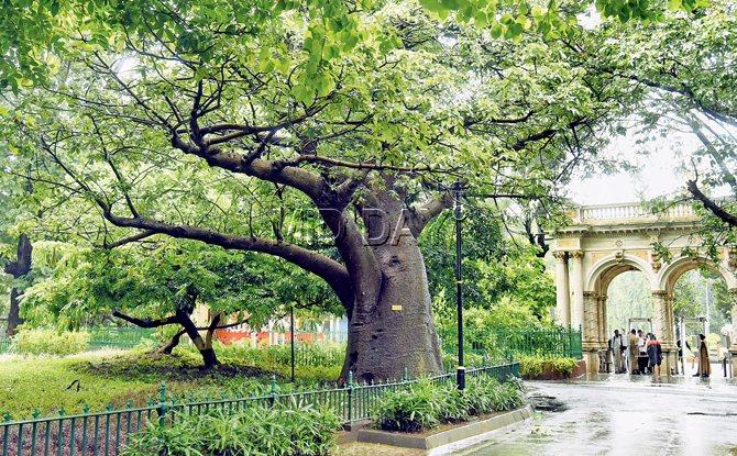 The Baobab tree at the entrance of the Byculla Zoo is said to be at least 150 years old
