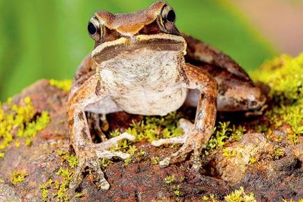 The frogman of India will take you on tour of Maharashtra's amphibian diversity