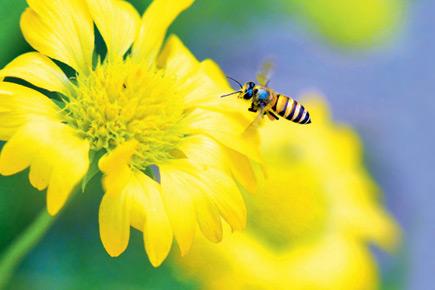 On World Honey Bee Day, attend this Mumbai event to learn surprising bee facts