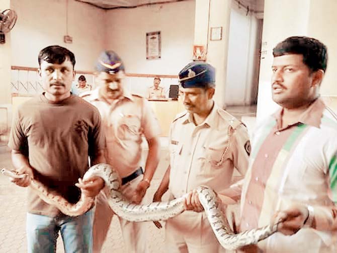 Constable Raju Pore (extreme left) and other policemen hold the cobra found on the premises yesterday