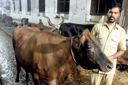 Mumbai: Neglected cow gets help from Grant Road cops