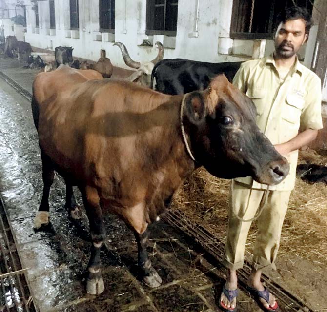 The cow is undergoing treatment at the Parel animal hospital