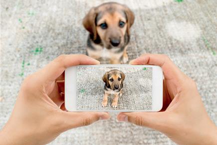 Now, a social media app for your pet!