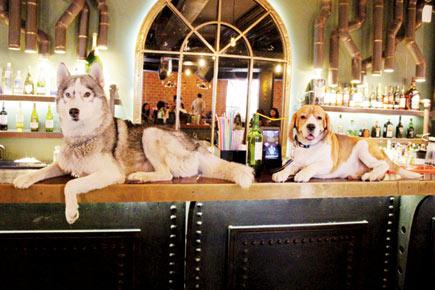 There's a dog party in town and even humans are invited