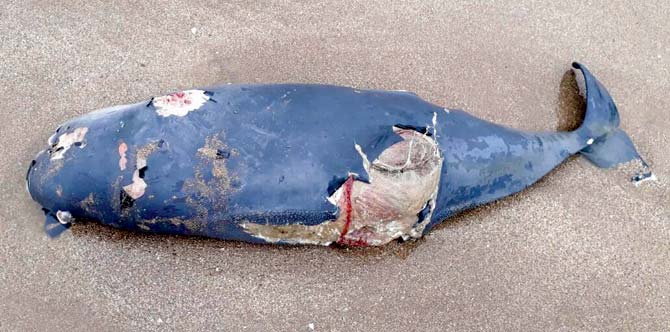 The Indo-pacific finless porpoise found dead on Madh Island beach