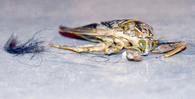 On Friday, images of an insect went viral with suspicion rising that it was a hair-eating creature.