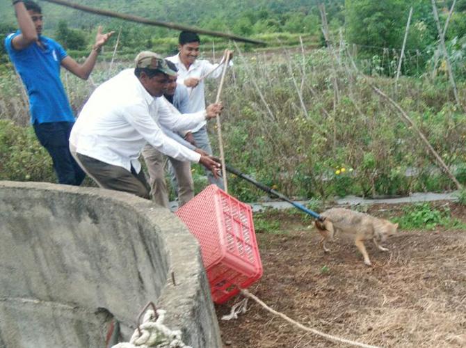 Watch video: Jackal rescued from a well in a challenging operation