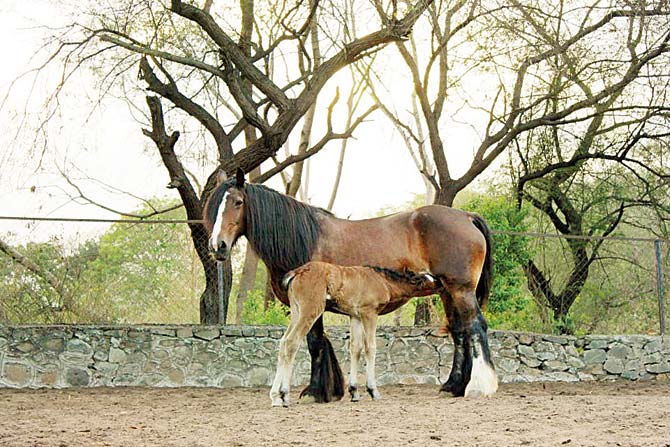 Duchess, a Gypsy Vanner with her filly