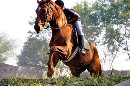 Learn all about horses at a weekend training camp near Pune