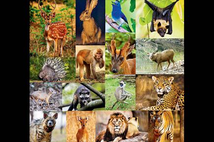 Maharashtra forest dept goof-up! SNGP is home to African lion, jaguar