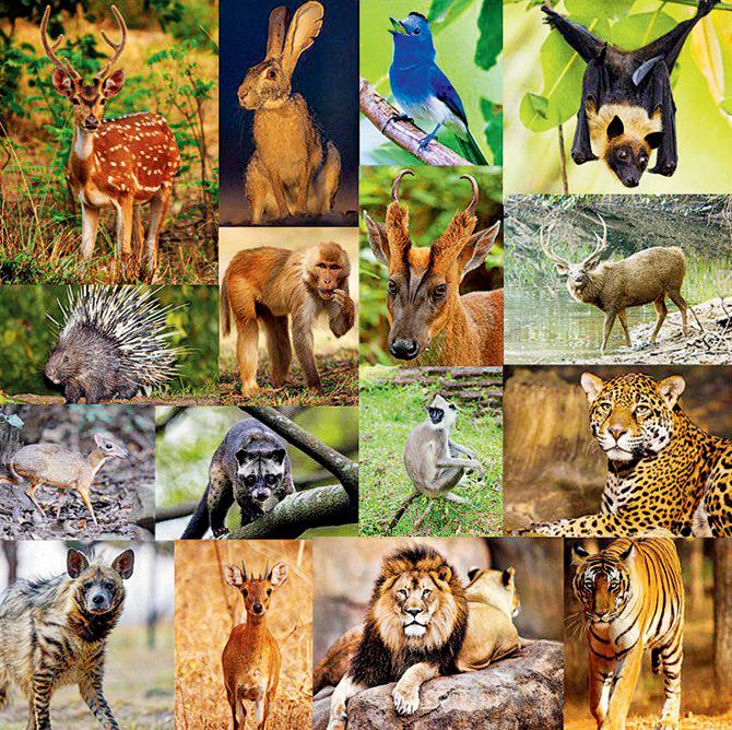 The collage tweeted by the Maharashtra Forest Department, on August 21