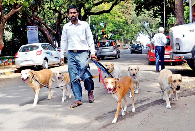 Due to the lack of dog parks, animal lovers are forced to walk their pets on the road, inconveniencing one and all
