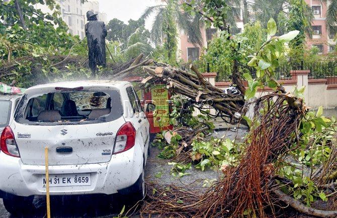 Heavy rainfall led to a massive tree getting uprooted in Pratiksha Nagar, Sion, on Tuesday. Pic/Pradeep Dhivar