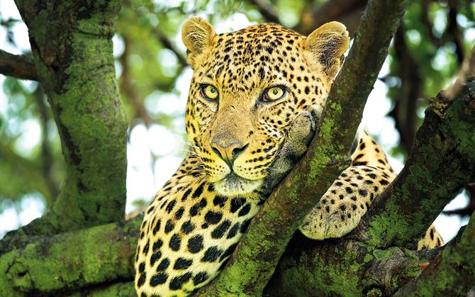 Maharashtra forest dept goof-up! SNGP is home to African lion, jaguar