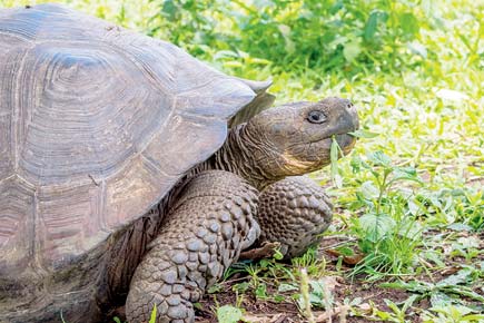 Giant tortoise escapes from zoo