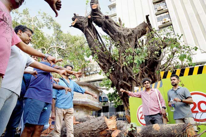 Citizens protest a tree being chopped down at Churchgate for the Metro. Pics/Shadab Khan