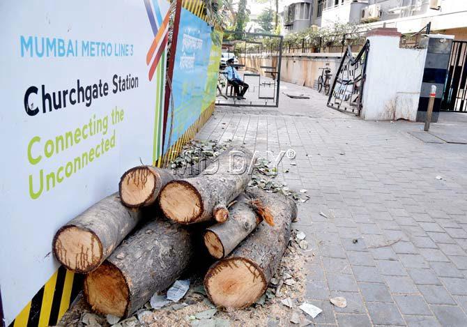 A pile of logs is all that will eventually remain of the trees across the length and breadth of Mumbai. This pile is at Churchgate. File pic