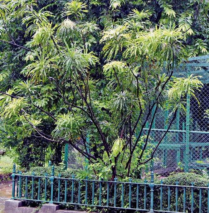 The Gustavia tree at Byculla Zoo to be cloned by experts