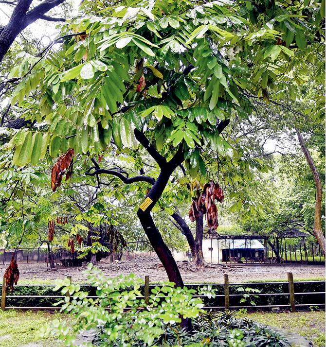 The Tree of Heaven or Urvashi Tree is a native of Myanmar