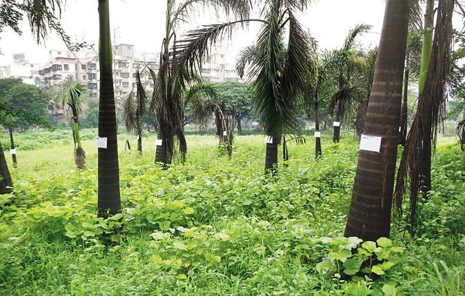 Aarey has long been a sore point for successive governments and developers. File pic