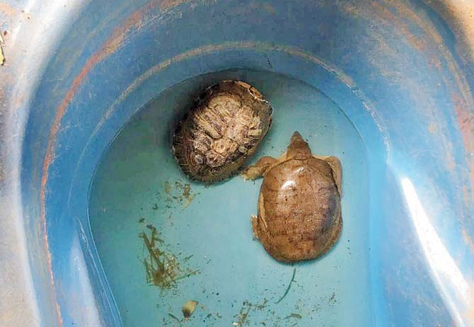 Two turtles were rescued from the farm
