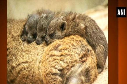 Watch: U.K. zoo welcomes furry triplets of rock hyrax