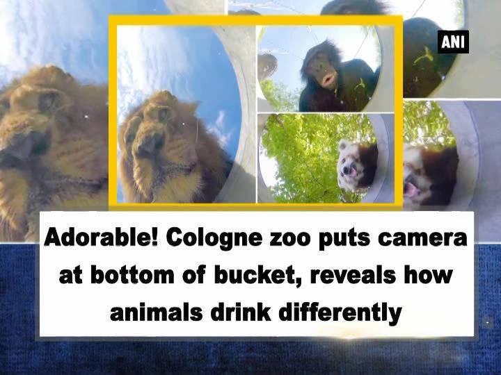Adorable! Cologne zoo puts camera at bottom of bucket, reveals how animals drink differently