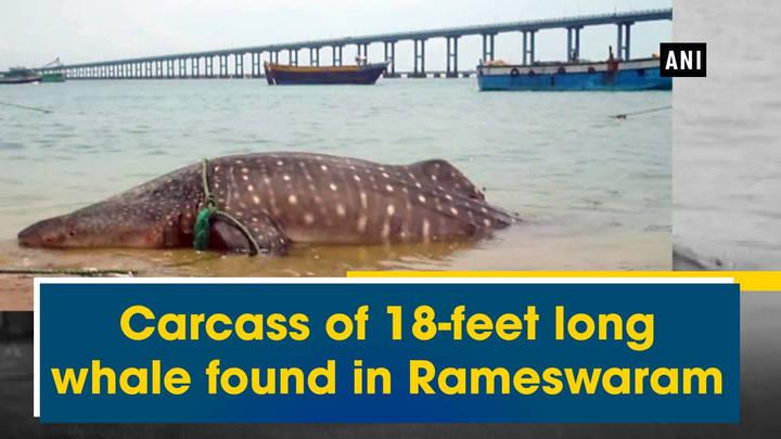 Watch video: Carcass of 18-feet long whale found in Rameswaram