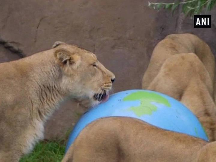Watch: Lionesses play with scented ball