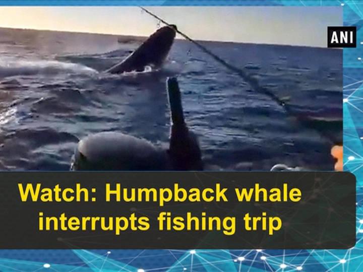Watch: Humpback whale interrupts fishing trip