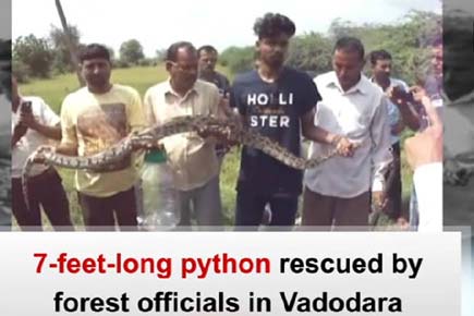 7-feet-long python rescued by forest officials in Vadodara