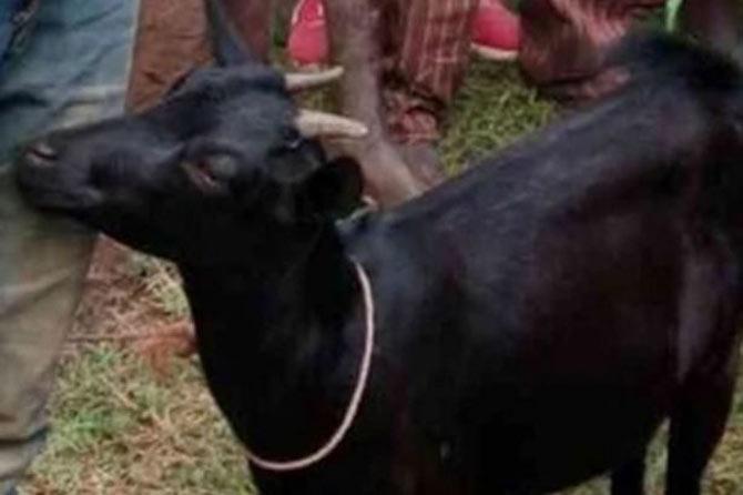 Mumbai Sacrificing Goats On Bakrid You Can Get An Online Permission Now 