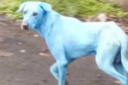 Bizzare! Blue dogs spotted walking Mumbai streets