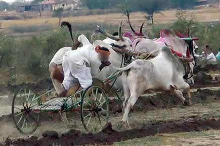 HC restrains Maha government from allowing bullock cart race until rules framed
