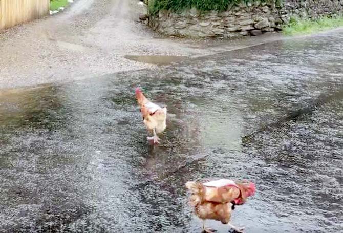 Watch video: Chickens in pink 