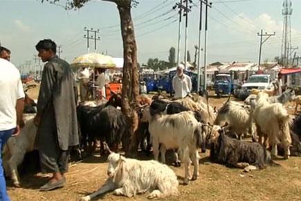 Demand for goats, sheep goes up ahead of Eid-al-Adha