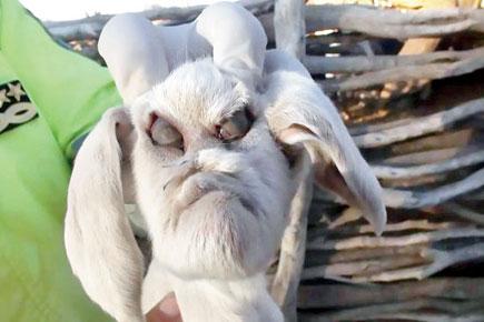 Goat born with human-like face in Argentina terrifies locals
