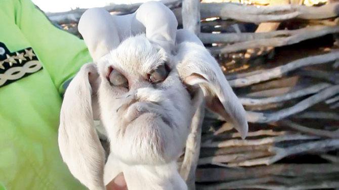 Goat born with human-like face in Argentina terrifies locals