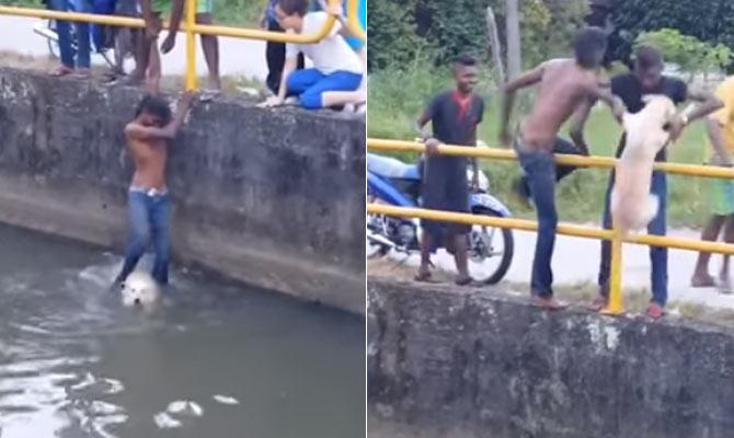 Man saves dog from drowning, YouTube video