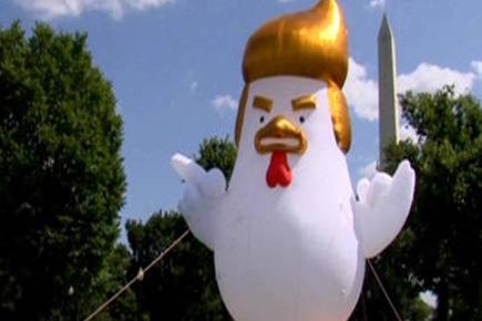 Watch video: Inflatable chicken stares down the White House